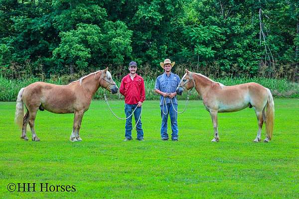 workin-haflinger-horse