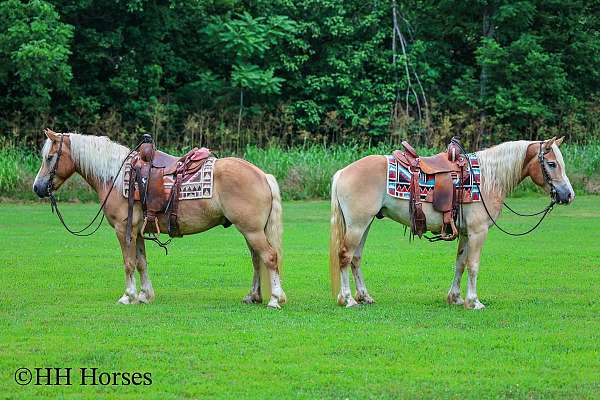 all-around-haflinger-horse