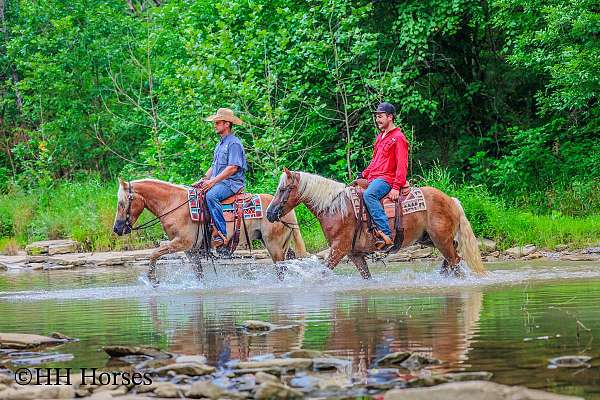 drill-team-haflinger-horse