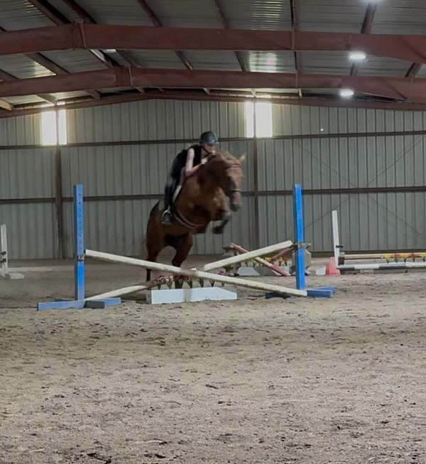 red-dun-pole-pony