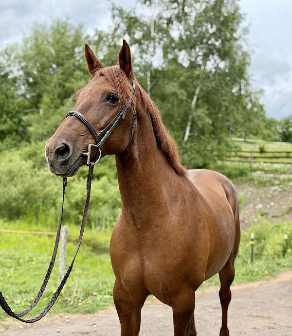 red-dun-jumper-pony