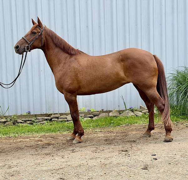 red-dun-eventing-pony