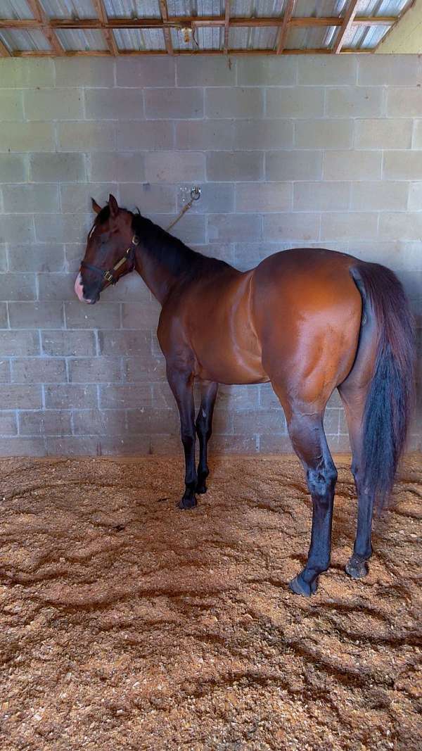 thoroughbred-filly