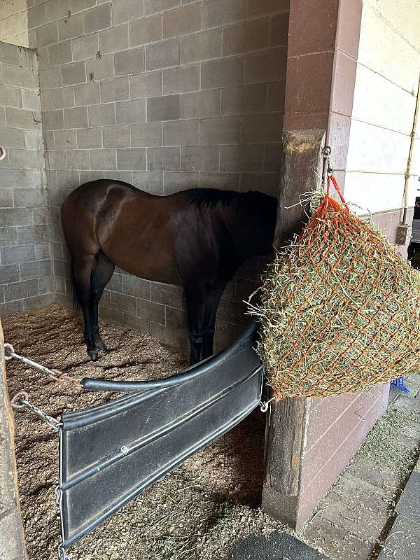 thoroughbred-horse-for-sale