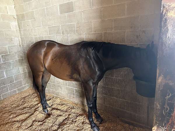 thoroughbred-horse