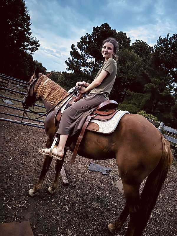 sorrel-miniature-pony-for-sale