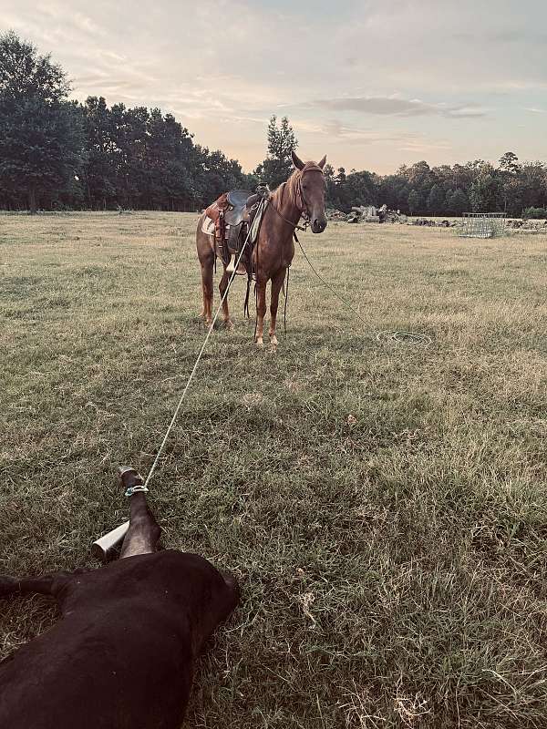 quarter-pony-filly