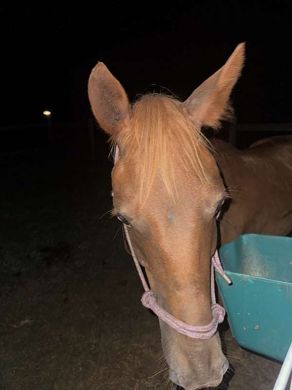 quarter-pony-for-sale