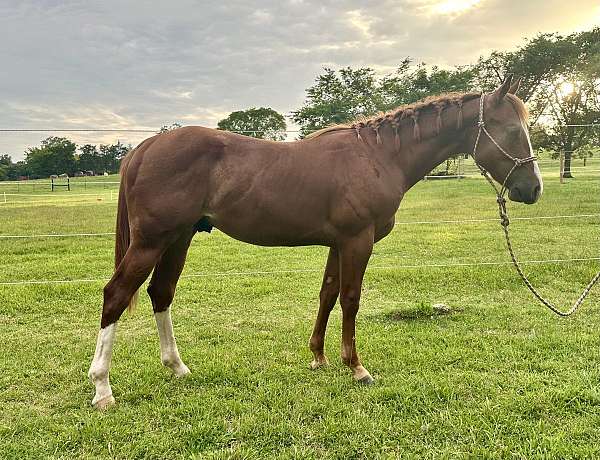 barrel-racing-quarter-horse