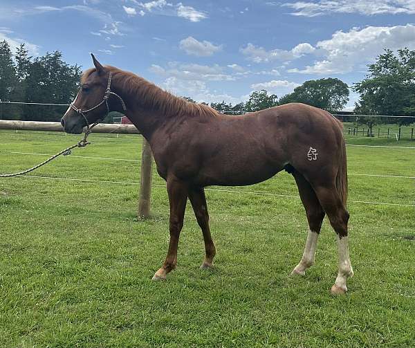 calf-roping-quarter-horse