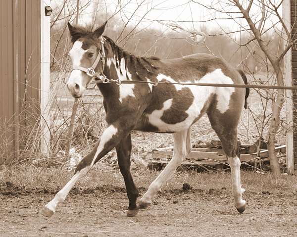 buckskin-overo-hunter-horse