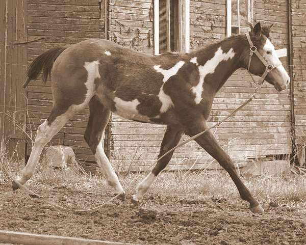 buckskin-overo-showmanship-horse