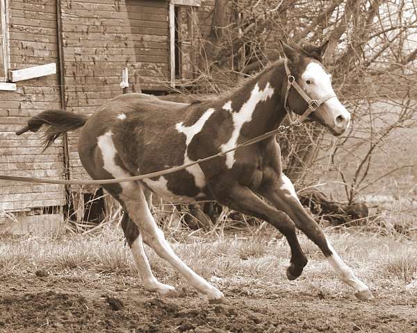 buckskin-overo-filly