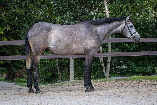 dressage-oldenburg-horse