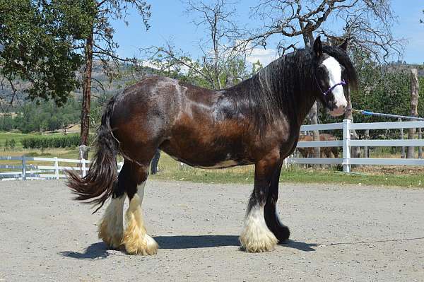rear-gypsy-vanner-horse