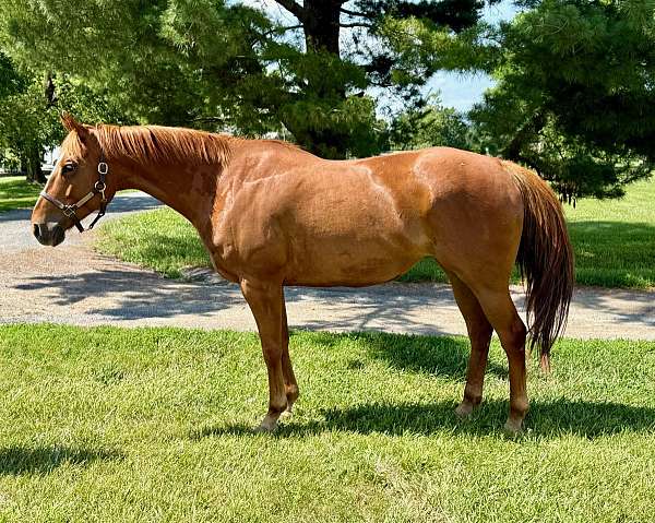 blaze-horse