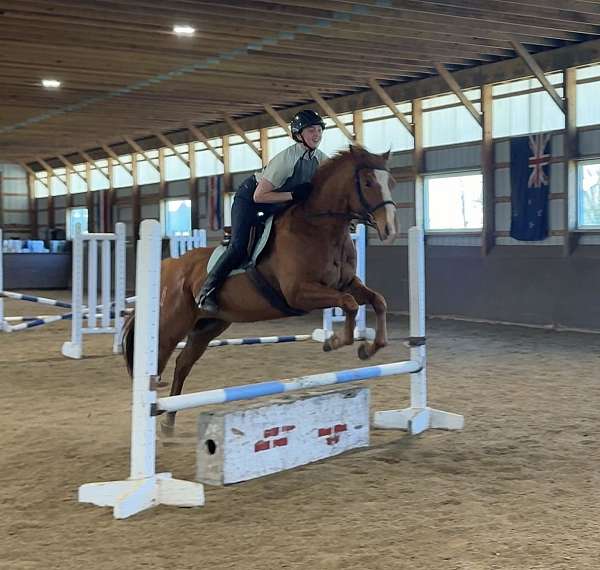 chestnut-blaze-horse
