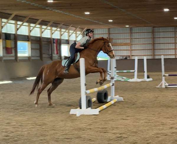 all-around-quarter-horse