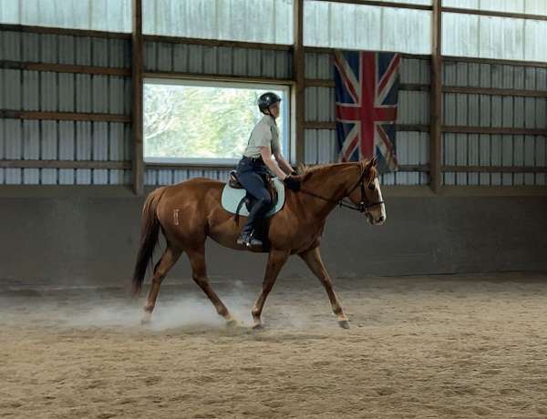 dressage-quarter-horse