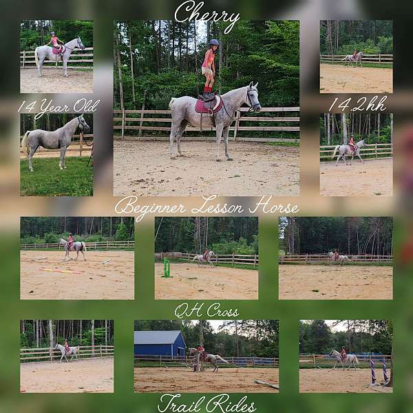 all-around-quarter-horse