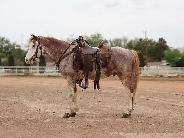 all-around-pony