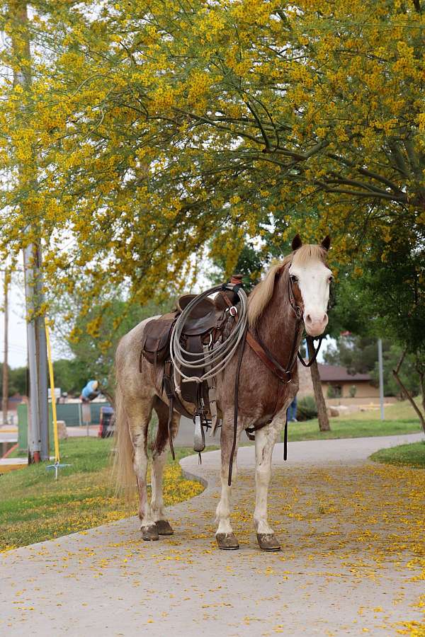 athletic-pony