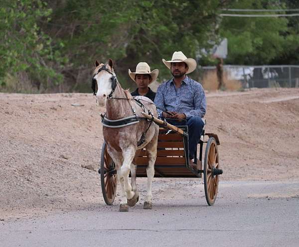 driving-pony