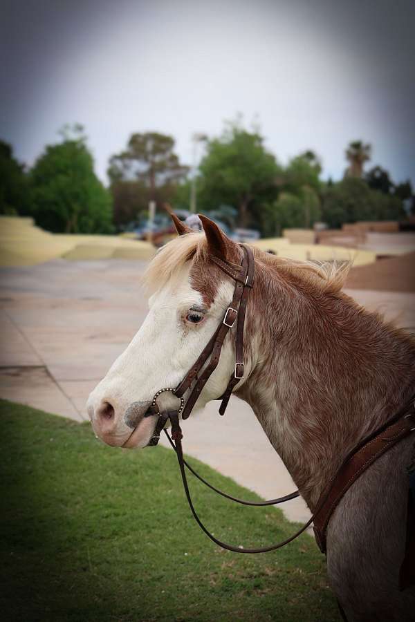 ranch-work-pony