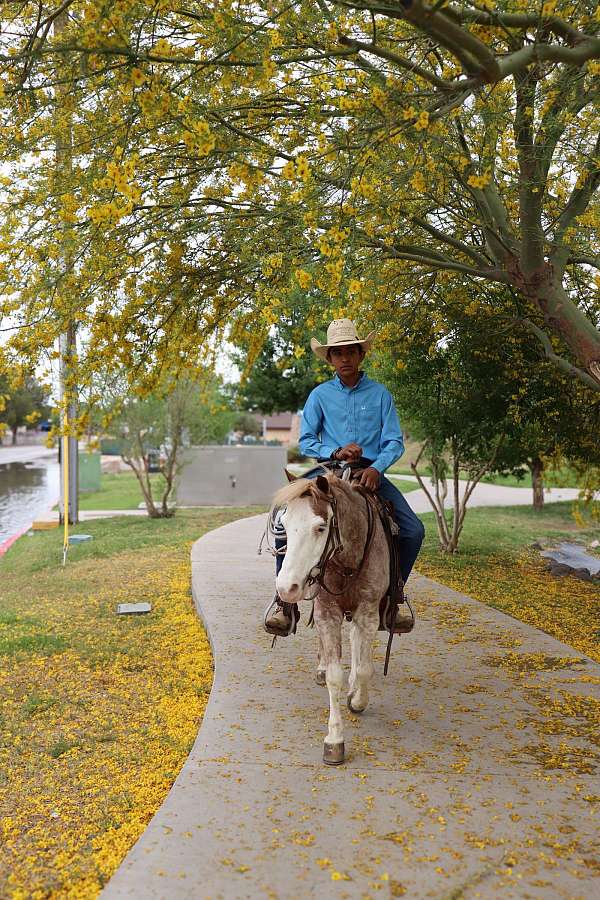 ranch-versatility-pony