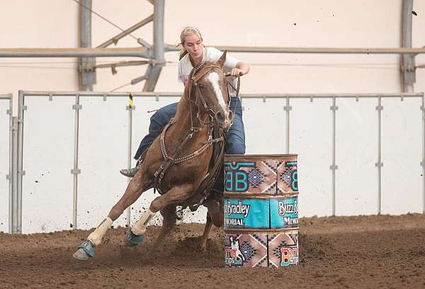 all-around-quarter-horse