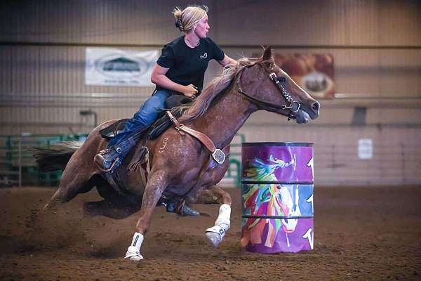 barrel-quarter-horse