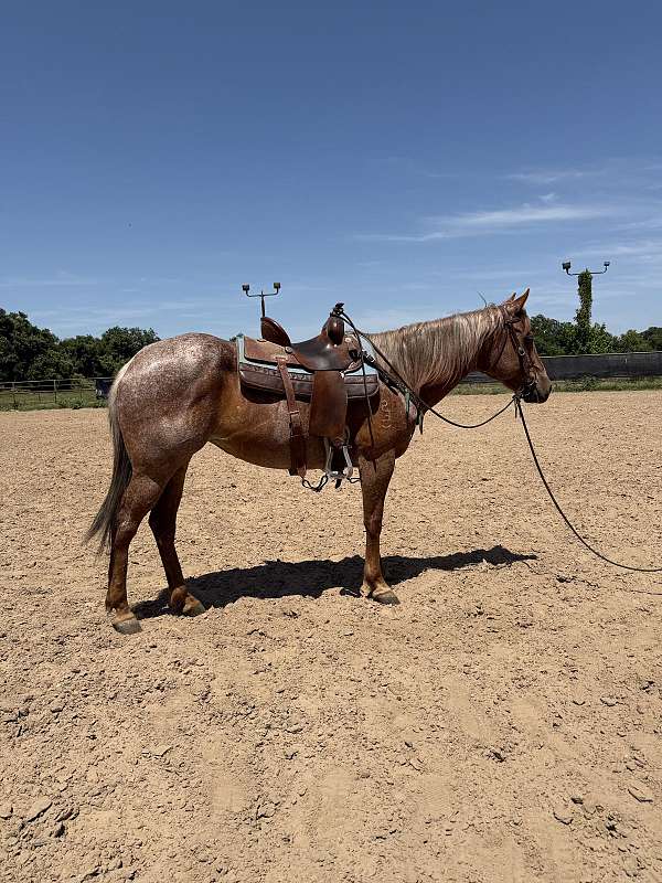 barrel-racing-quarter-horse