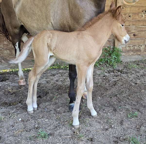red-dun-usihc-filly