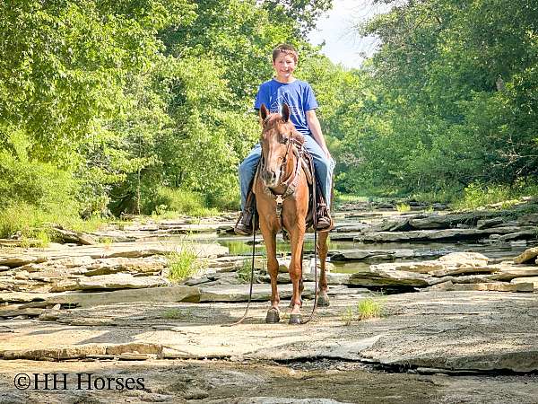 all-around-quarter-pony