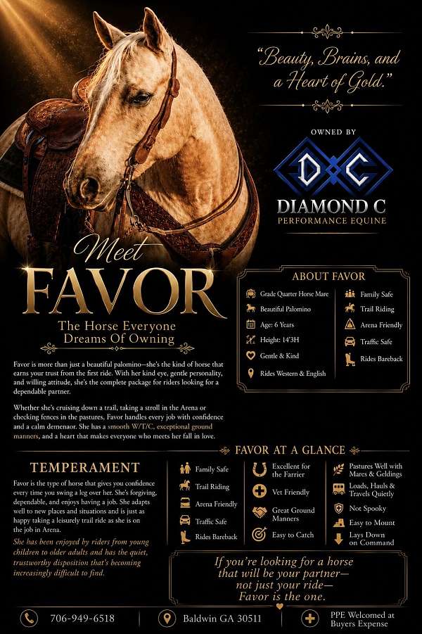 beginner-quarter-horse