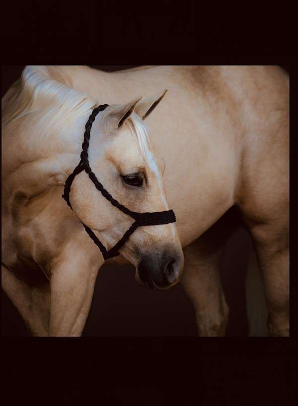 drill-team-quarter-horse
