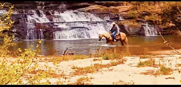 parade-quarter-horse
