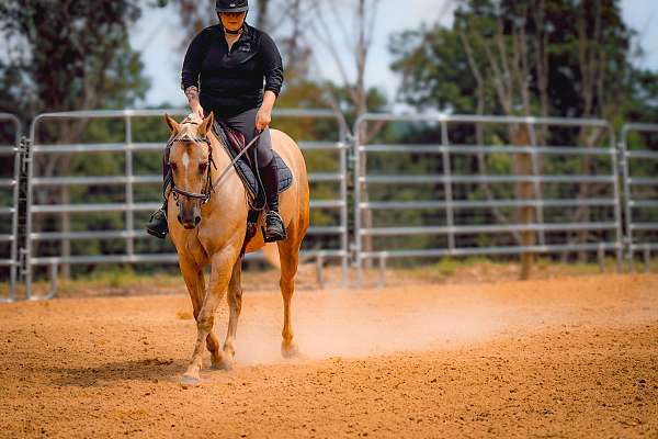 husband-safe-quarter-horse