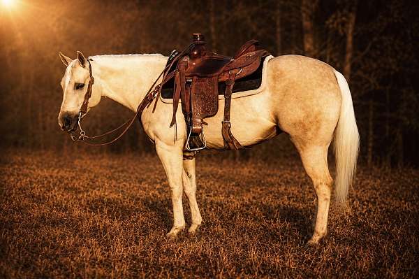 ranch-quarter-horse