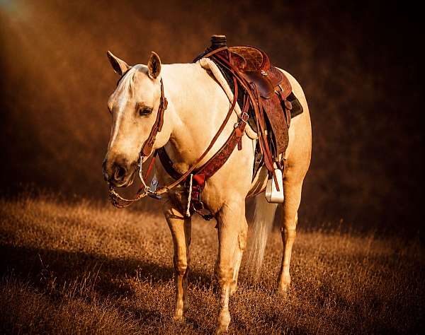 ranch-work-quarter-horse