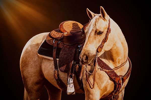 trail-quarter-horse