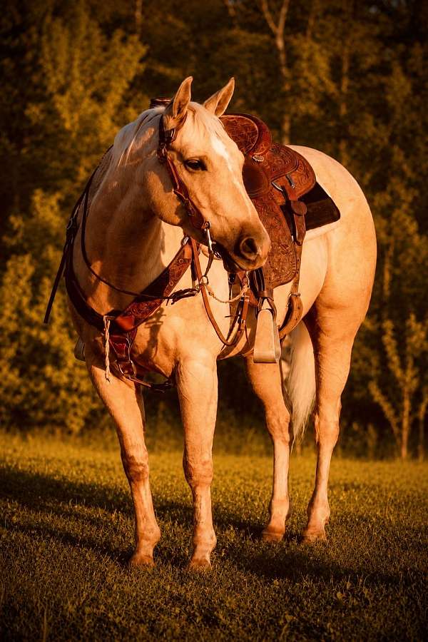trained-quarter-horse