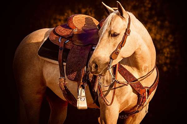 trick-quarter-horse