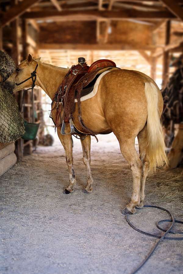 western-riding-quarter-horse