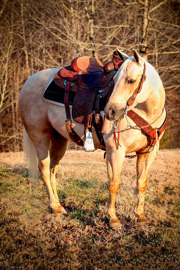 youth-quarter-horse