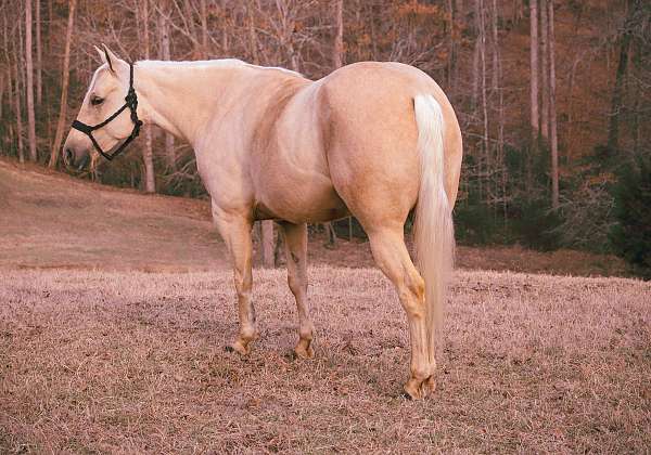 palomino-quarter-horse-mare