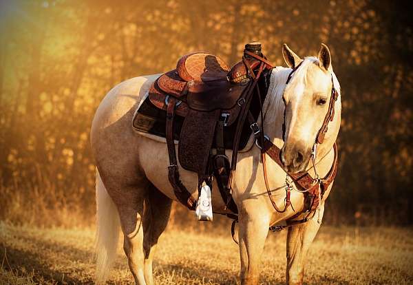 palomino-beginner-horse