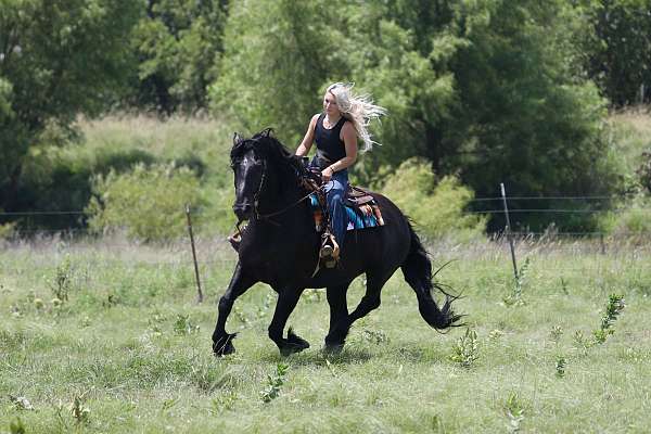draft-horse