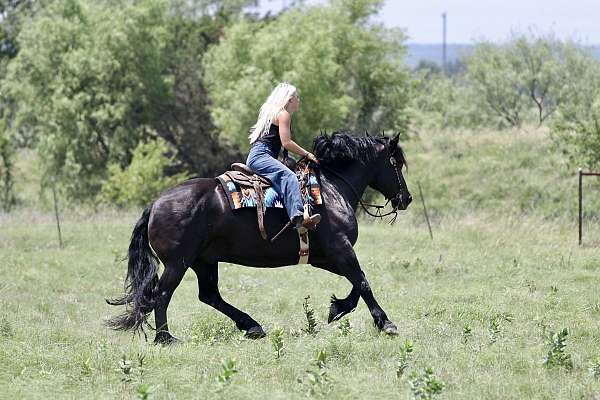 flashy-draft-horse