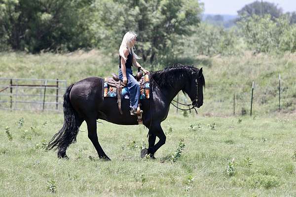 husband-safe-draft-horse